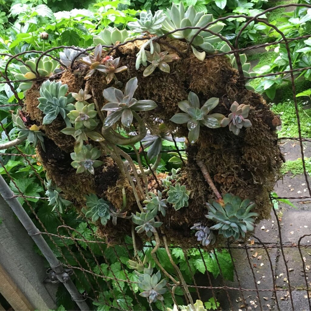 Potting Shed Gate with Succulent Wreath