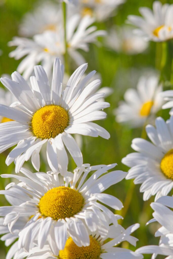 Best Simple Living Ideas: Path to Simplicity - Photo of Daisies - Gardening 