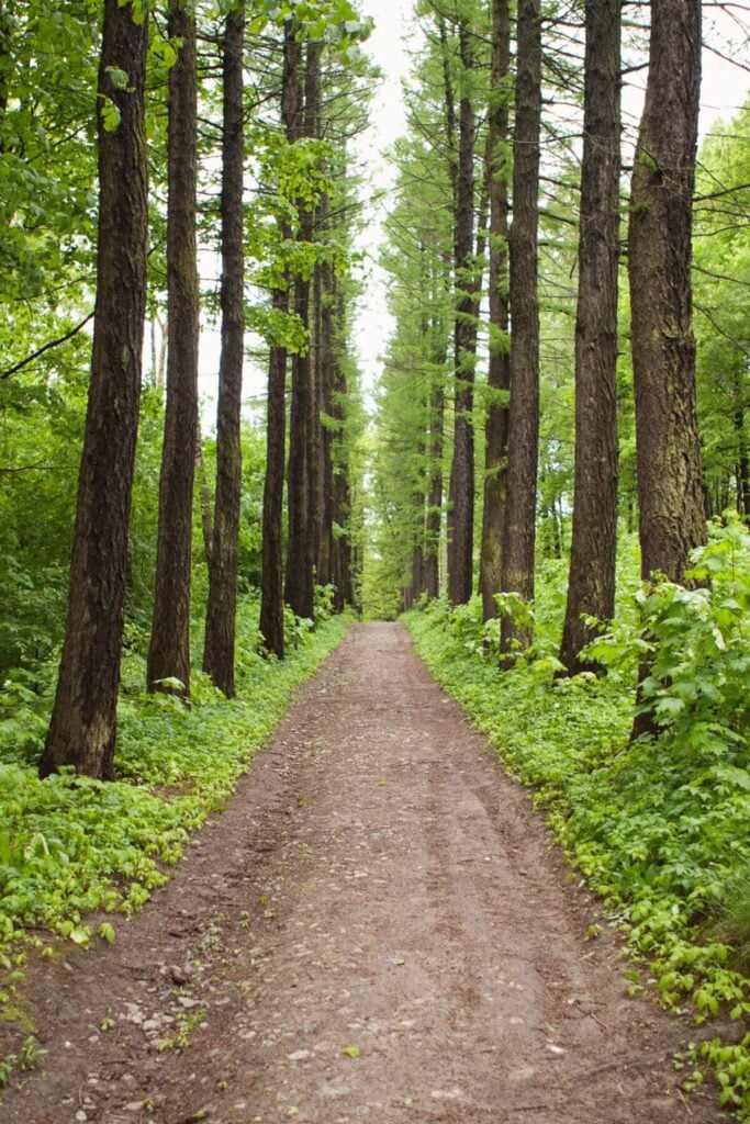 Best Simple Living Ideas: Path to Simplicity - Photo of Path Through the Forest  - Nature Girl 