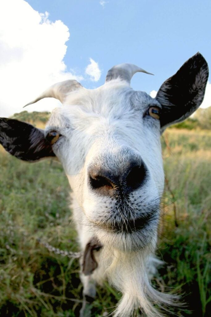 The Best Simple Living Ideas - Path to Simplicity. Photo of a goat. 
