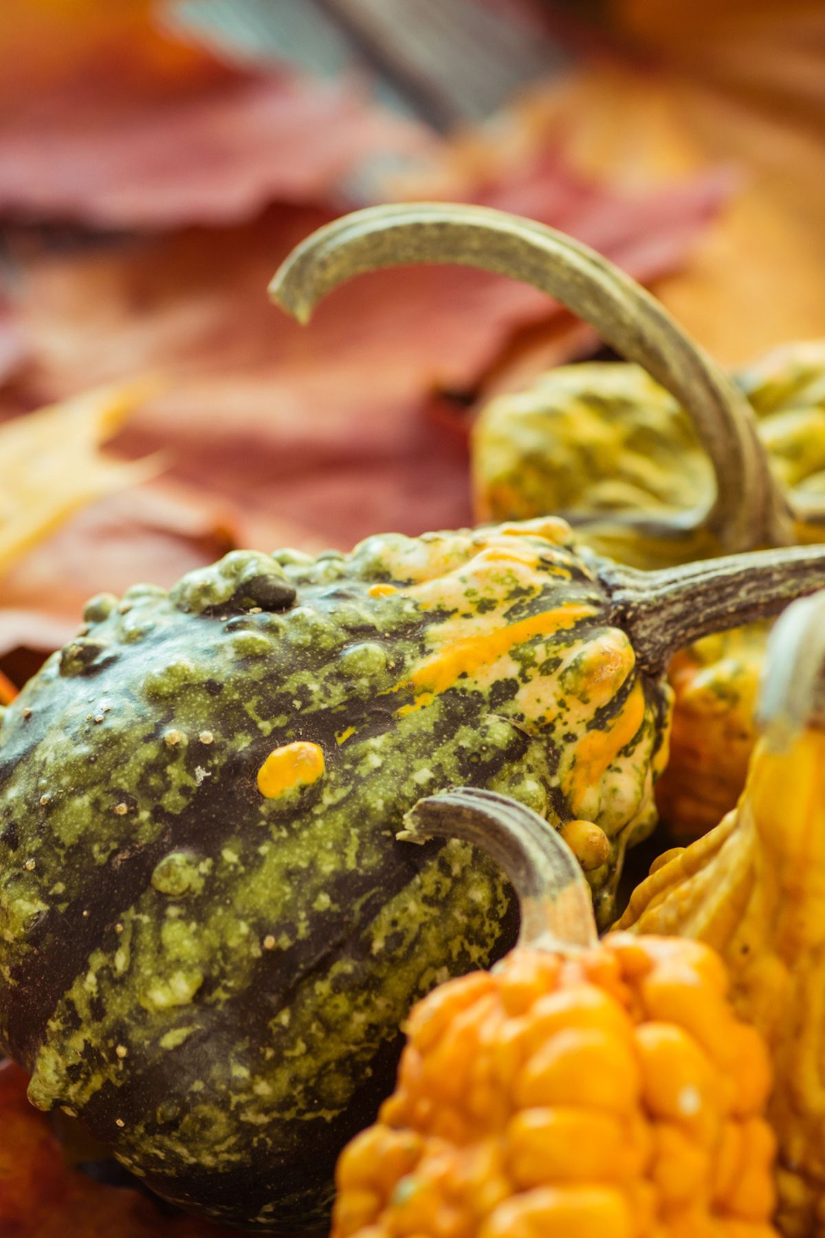 How to Preserve Decorative Gourds to Last Longer Montana Happy