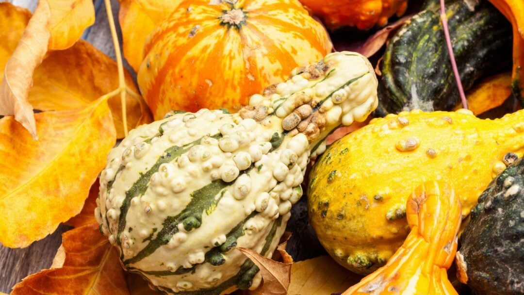 How to Preserve Decorative Gourds to Last Longer Montana Happy