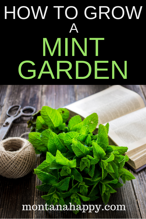 How to Grow a Mint Garden