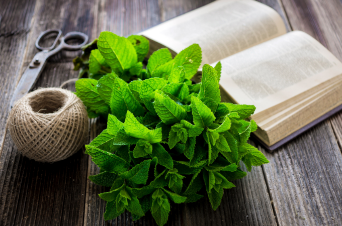How to Grow a Mint Garden