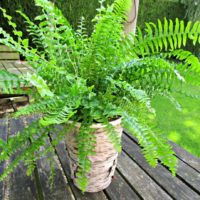 How to Make Birch Bark Covered Flowerpots