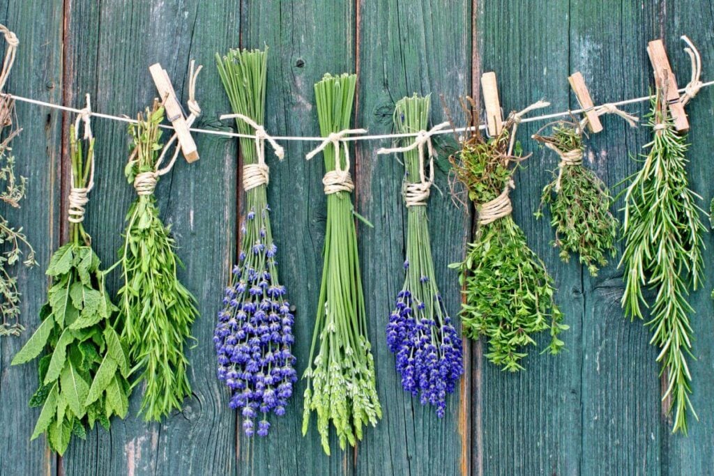 Bundled Herbs Drying on a Line 