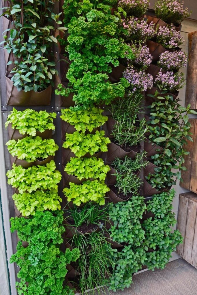 Fresh Herbs Growing in vertical pocket planter on a wall