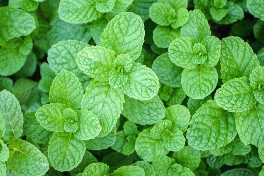 Mint for Pest Control 