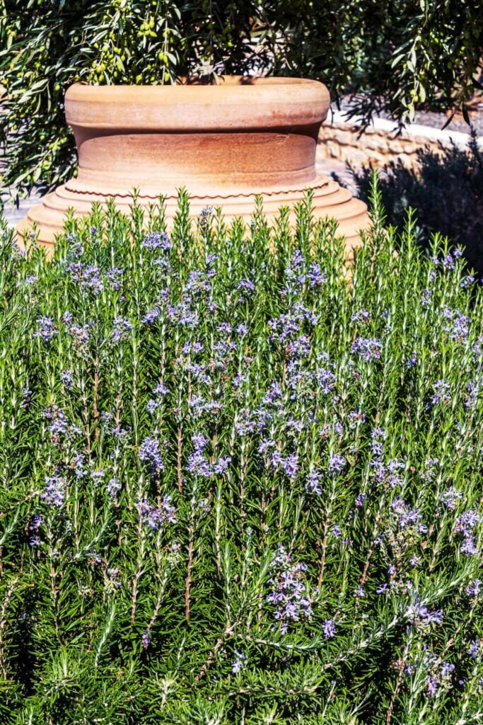 Flowering Rosemary Growing beside a Terracotta Pot 