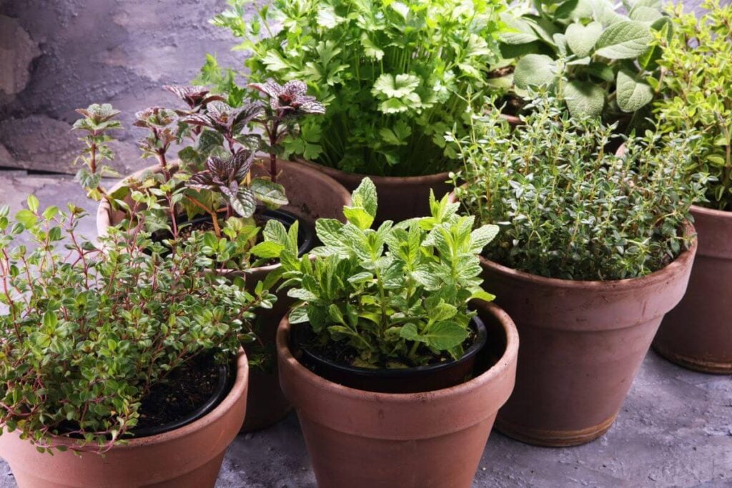 Terracotta Pots with Herbs 