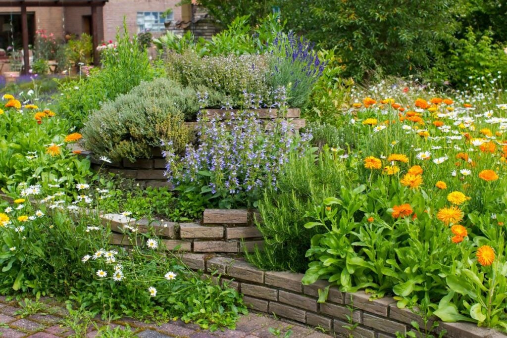 Large Raised Herb Garden with a variety of herbs 