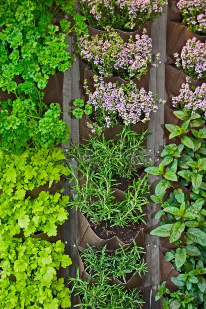 Variety of Herbs in a vertical garden pocket holder