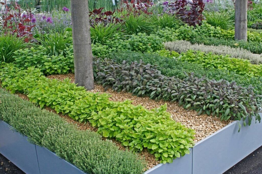 Raised herb garden with a variety of herbs 