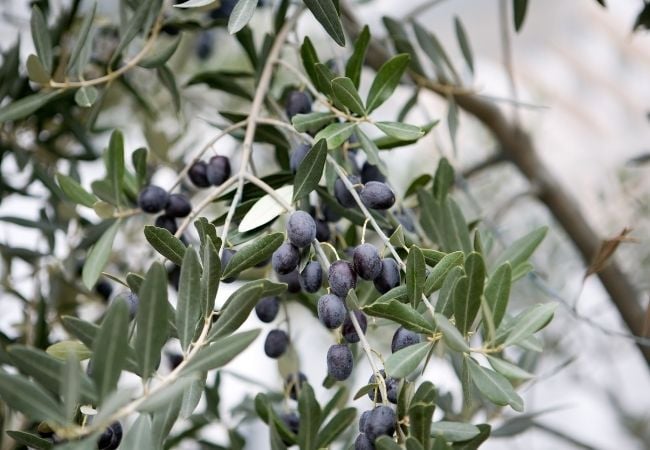 Kalamata Olive Tree