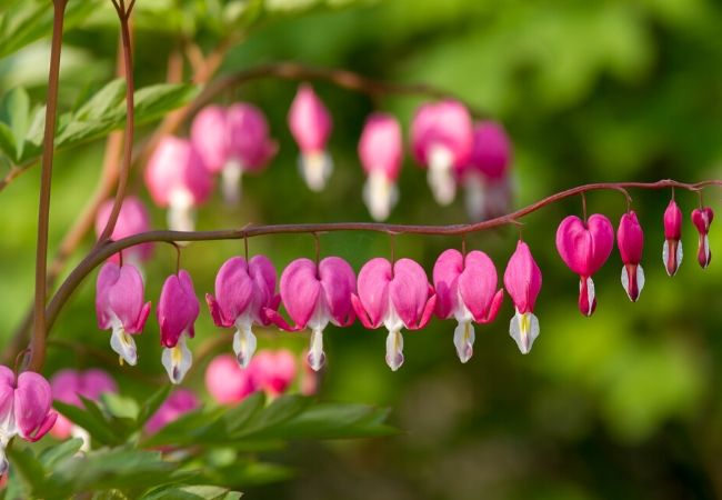 Old Fashioned Bleeding Hearts