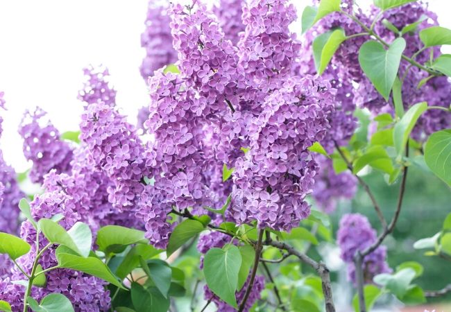 Old Fashioned Lilacs