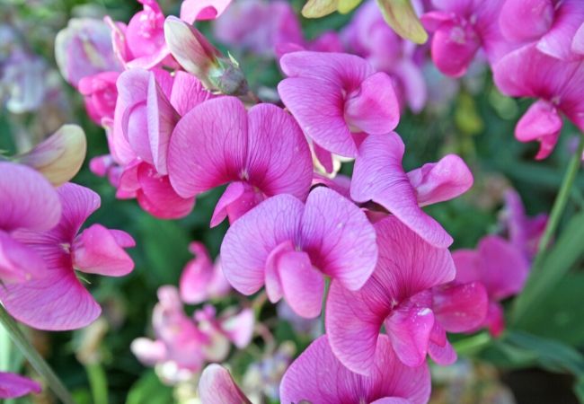 Old Fashioned Sweet Pea Flowers