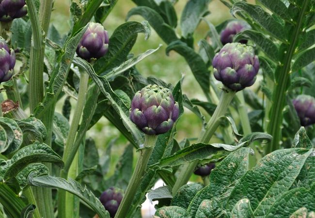 Artichoke Plants in the Garden