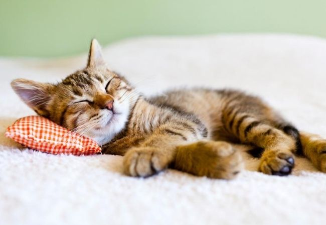 KItty Sleeping on a Blanket and pillow