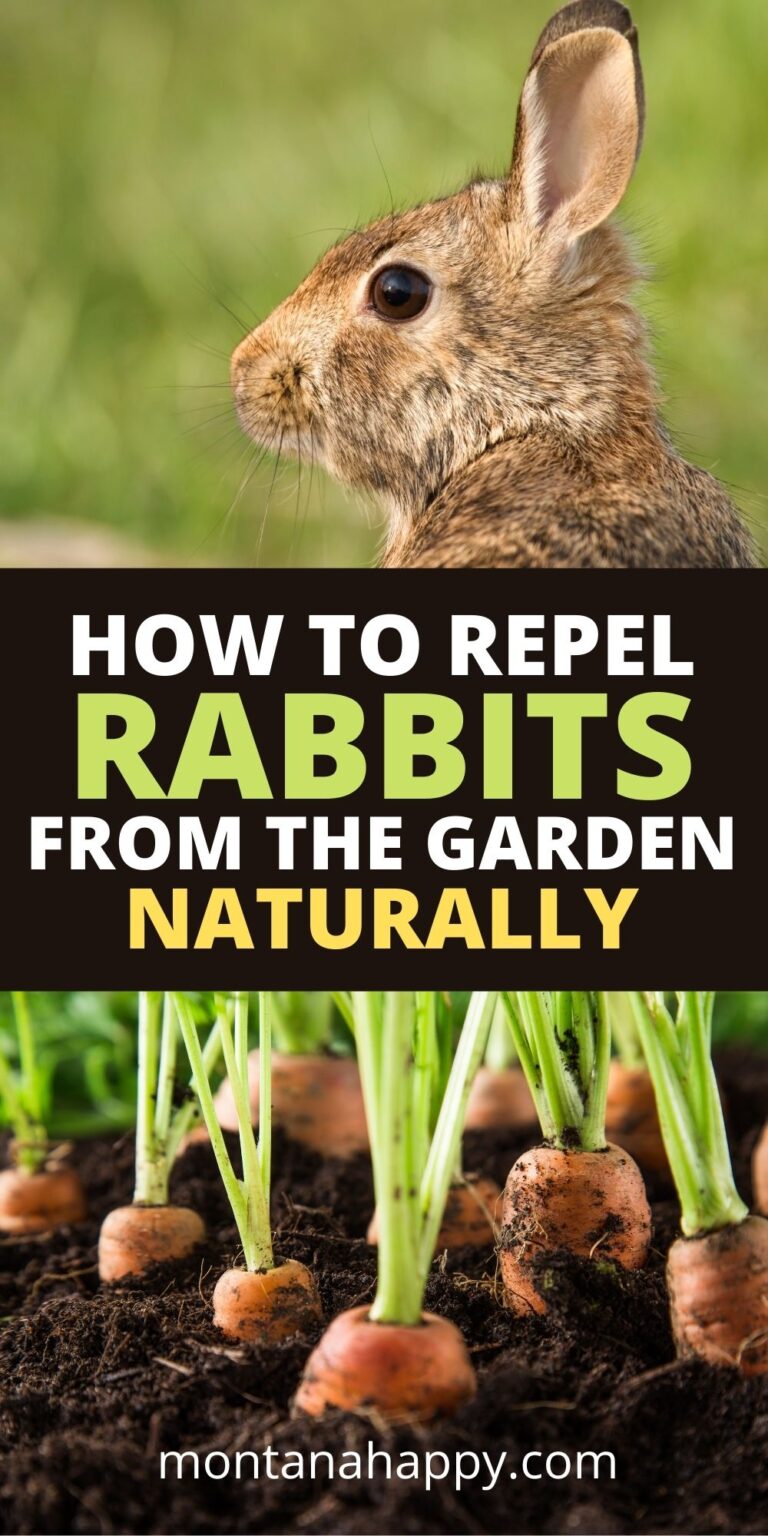 How to Keep Rabbits Out of Your Garden Naturally Montana Happy