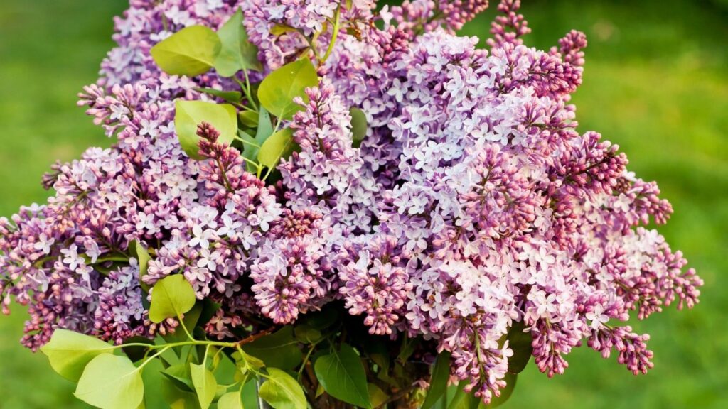 31 Ways to Hygge in the Spring - Lilacs in a Vase
