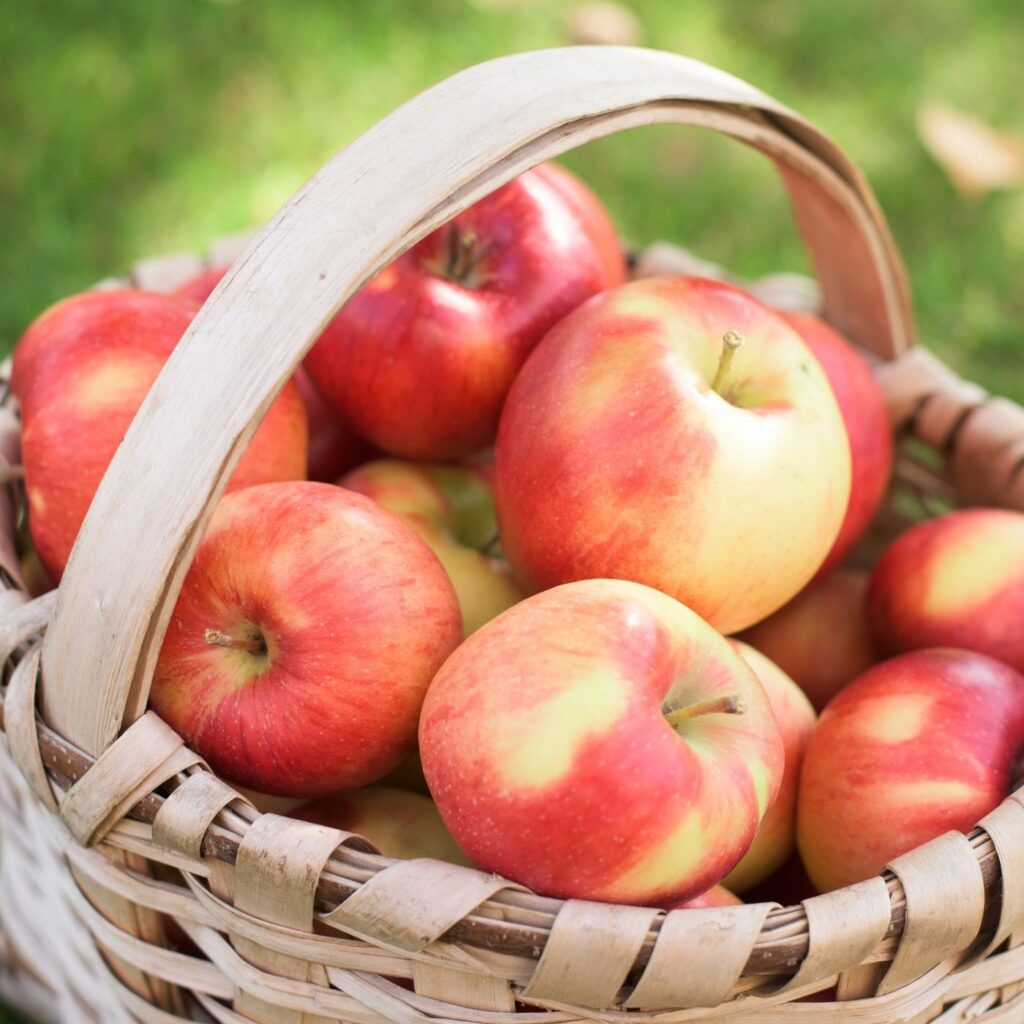 Fresh Picked Apples in a Basket