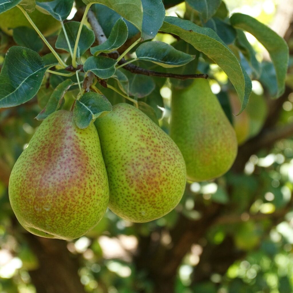 How to Create a Backyard Orchard - Pear Tree