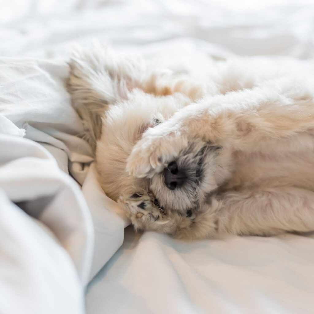 Tidy Home with Pets - a dog sleeping with his paws on his eyes