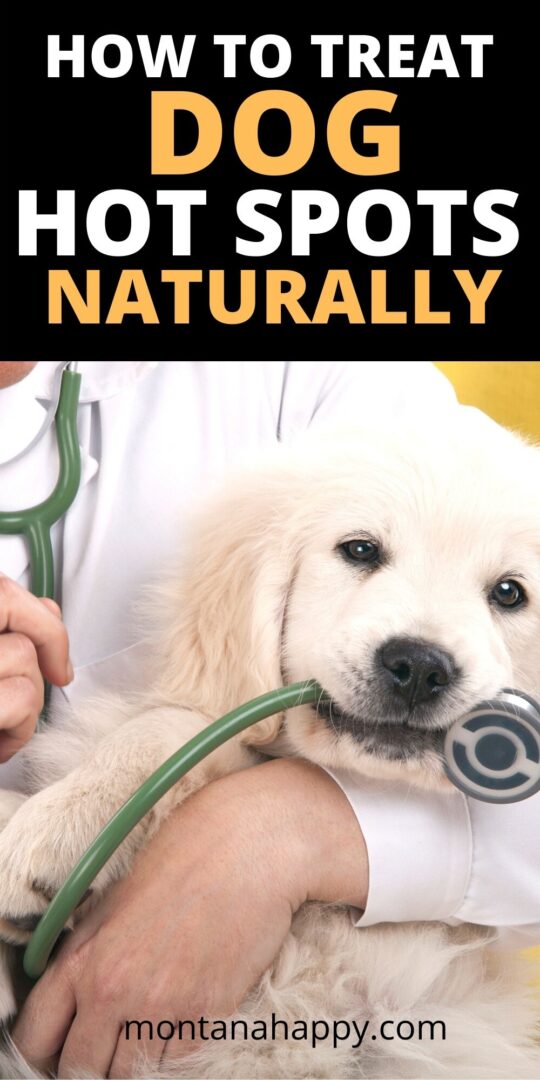 The Ultimate Guide To Treating Dog Hot Spots With Silver Sulfadiazine - i52j4f0