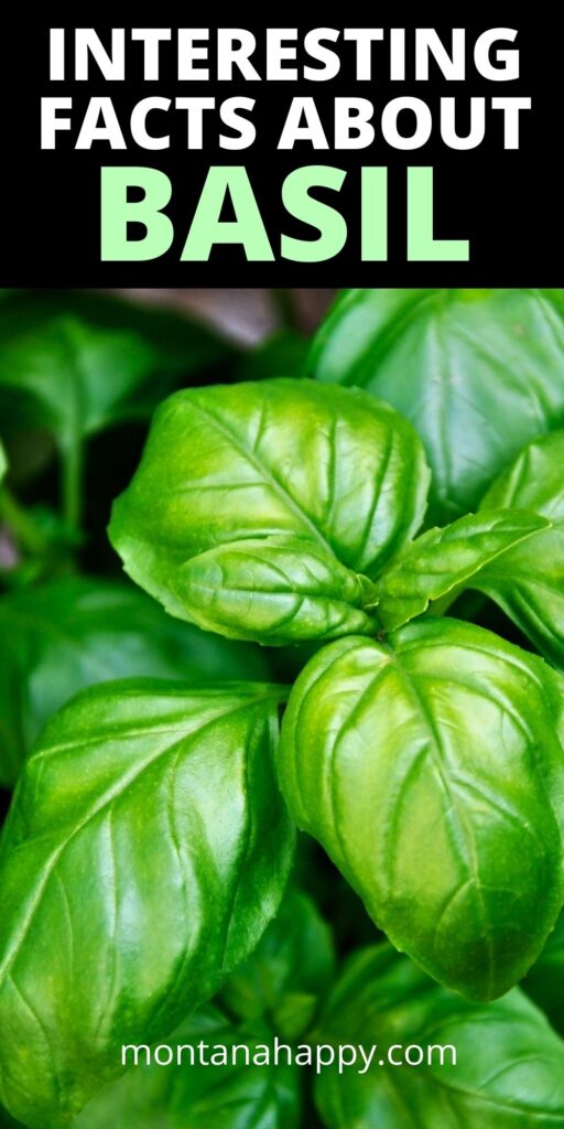 Interesting Facts About Basil Pin for Pinterest - close-up of basil plant