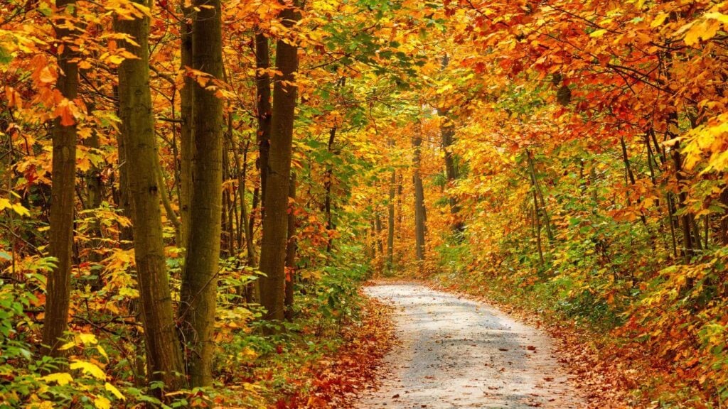 Fall Aesthetic - Autumn Walking Path