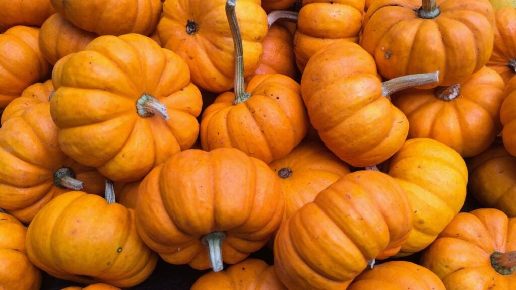 Fall Aesthetic Mini Pumpkins - Photo of a Pile of Mini Pumpkins