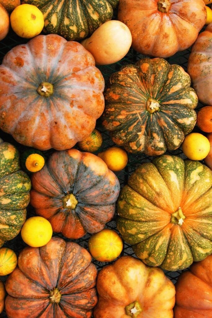 Fall Aesthetic Pumpkins - Photo of a Pile of Pumpkins
