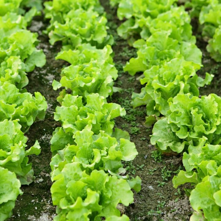 Rows of Garden Lettuce