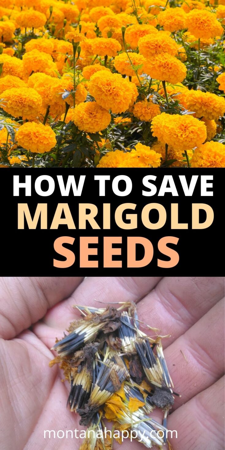 How to Save Marigold Seeds EASY Steps! Montana Happy