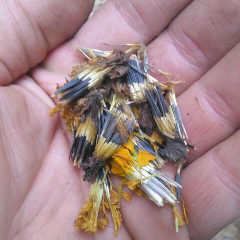 How to Save Marigold Seeds EASY Steps! Montana Happy