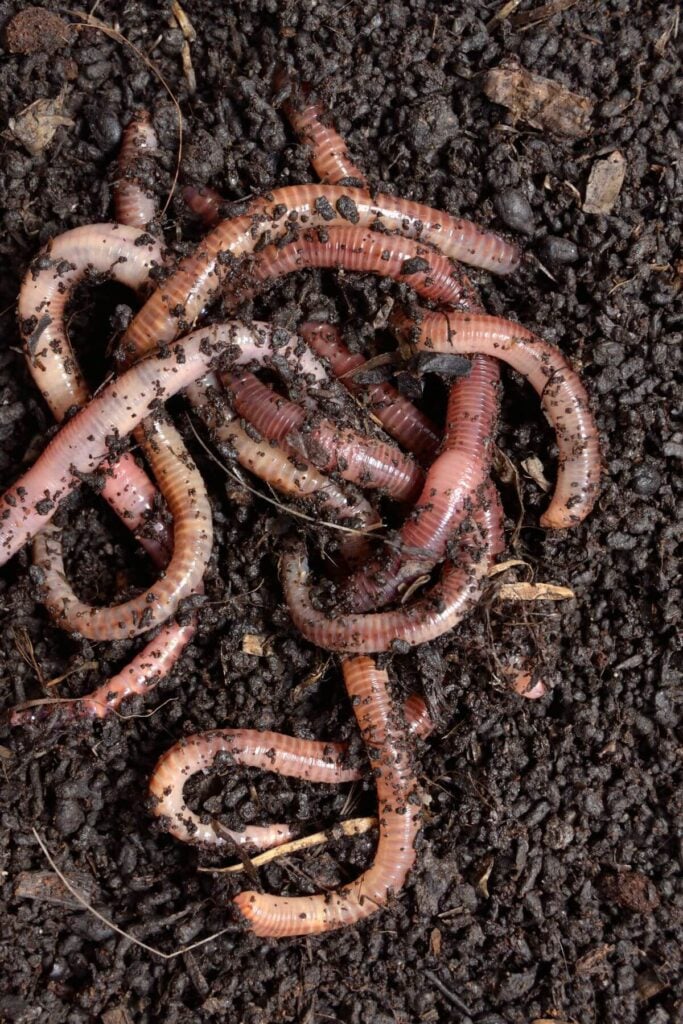 Feeding Strawberry Stems to Worms in a Worm Bin  