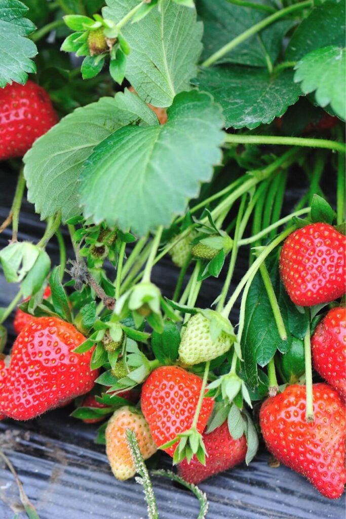 Photo of Strawberry Plants Grown From Strawberry Stems 
