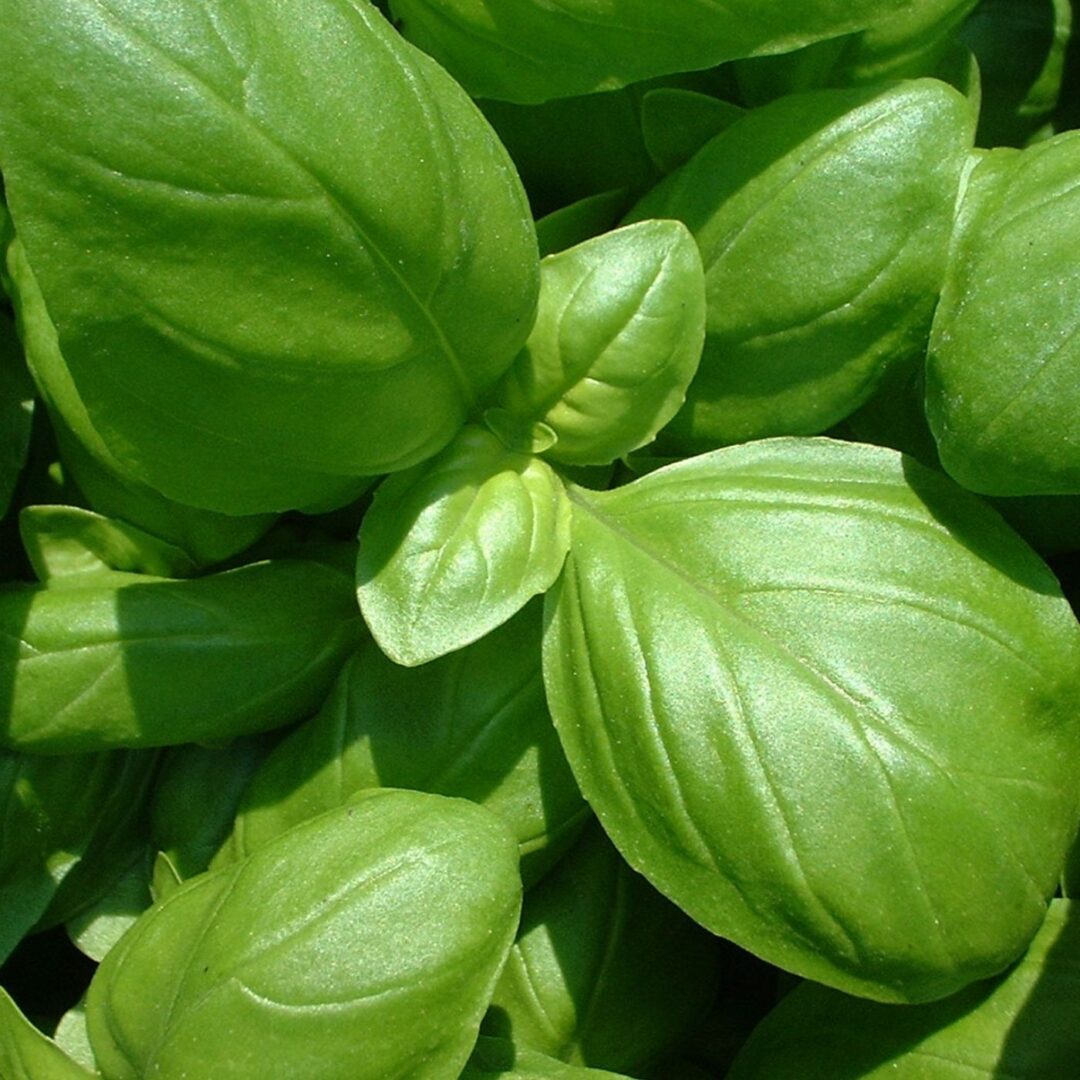 THE BEST Toppings for Tomato Soup Montana Happy