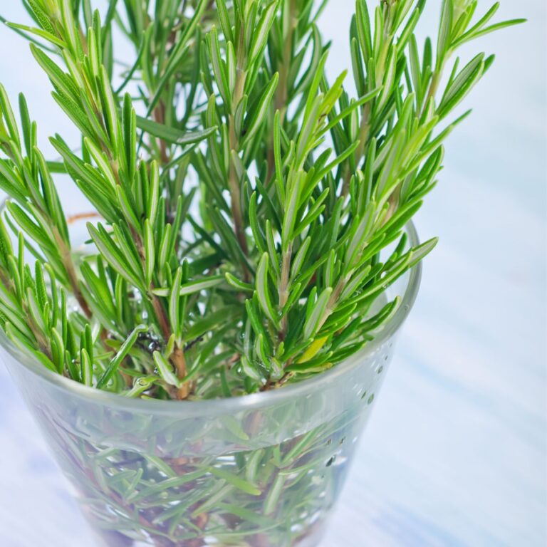 SECRETS for Growing a Rosemary Bush (2024) Montana Happy
