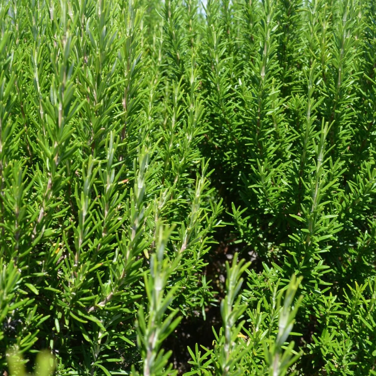 SECRETS for Growing a Rosemary Bush (2024) Montana Happy