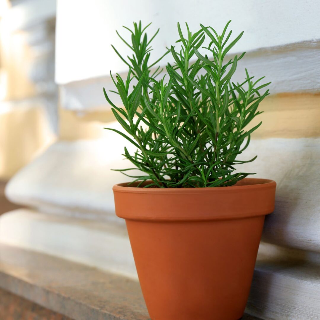 SECRETS for Growing a Rosemary Bush (2024) Montana Happy
