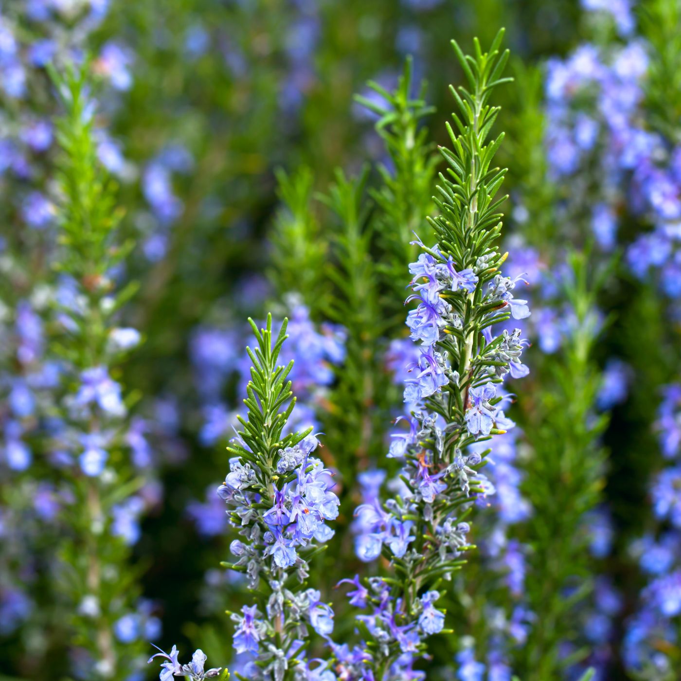 Rosemary Plant Flowers Rosemary Plant Flowers