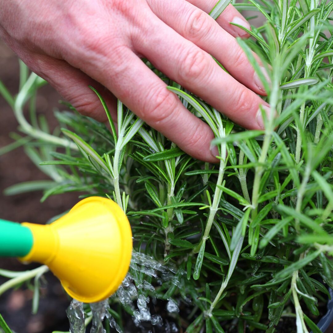 Simple SECRETS for Growing a Rosemary Bush in 2023 Montana Happy