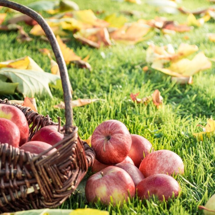 Hygge Quotes About Memories - Basket of Apples 