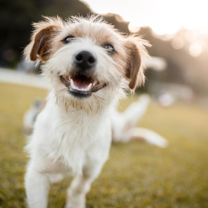 Hygge Quotes About a Beautiful Life - Happy Dog 
