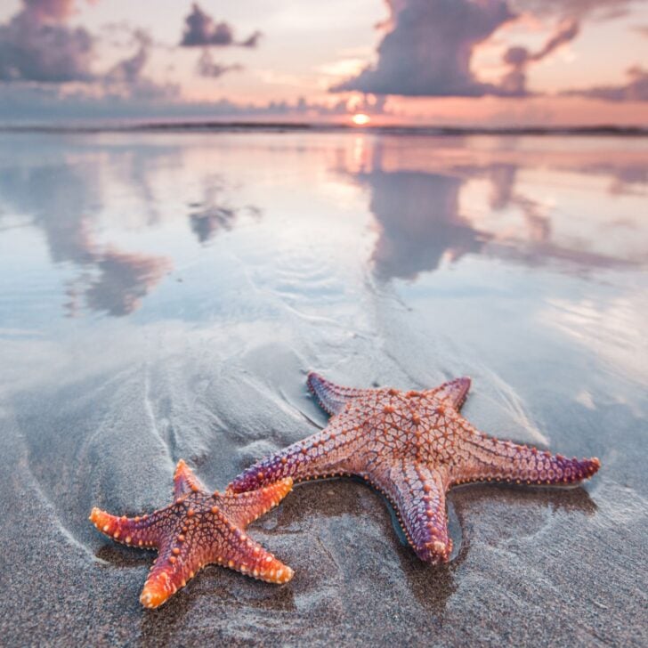 Hygge Quotes About the Extraordinary - Starfish at the beach 