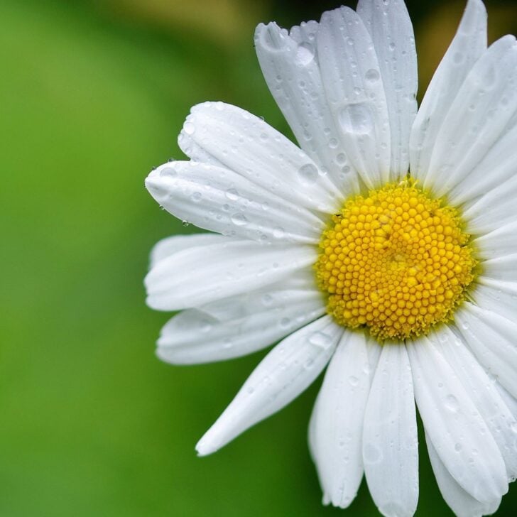 Quotes About Hygge Moments - Daisy 