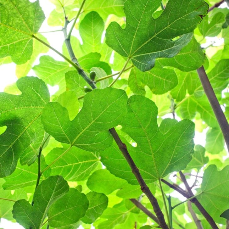 Hygge Quotes on Food - Fig Tree 