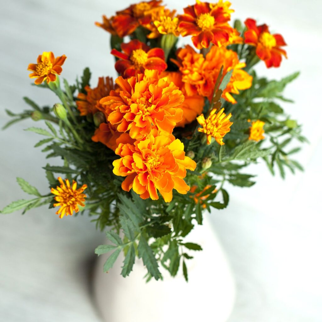 How to Save Marigold Seeds EASY Steps! Montana Happy